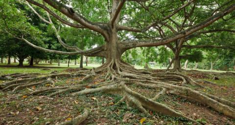 Agility in Uncertainty Scaling your Ecosystem Horizontally