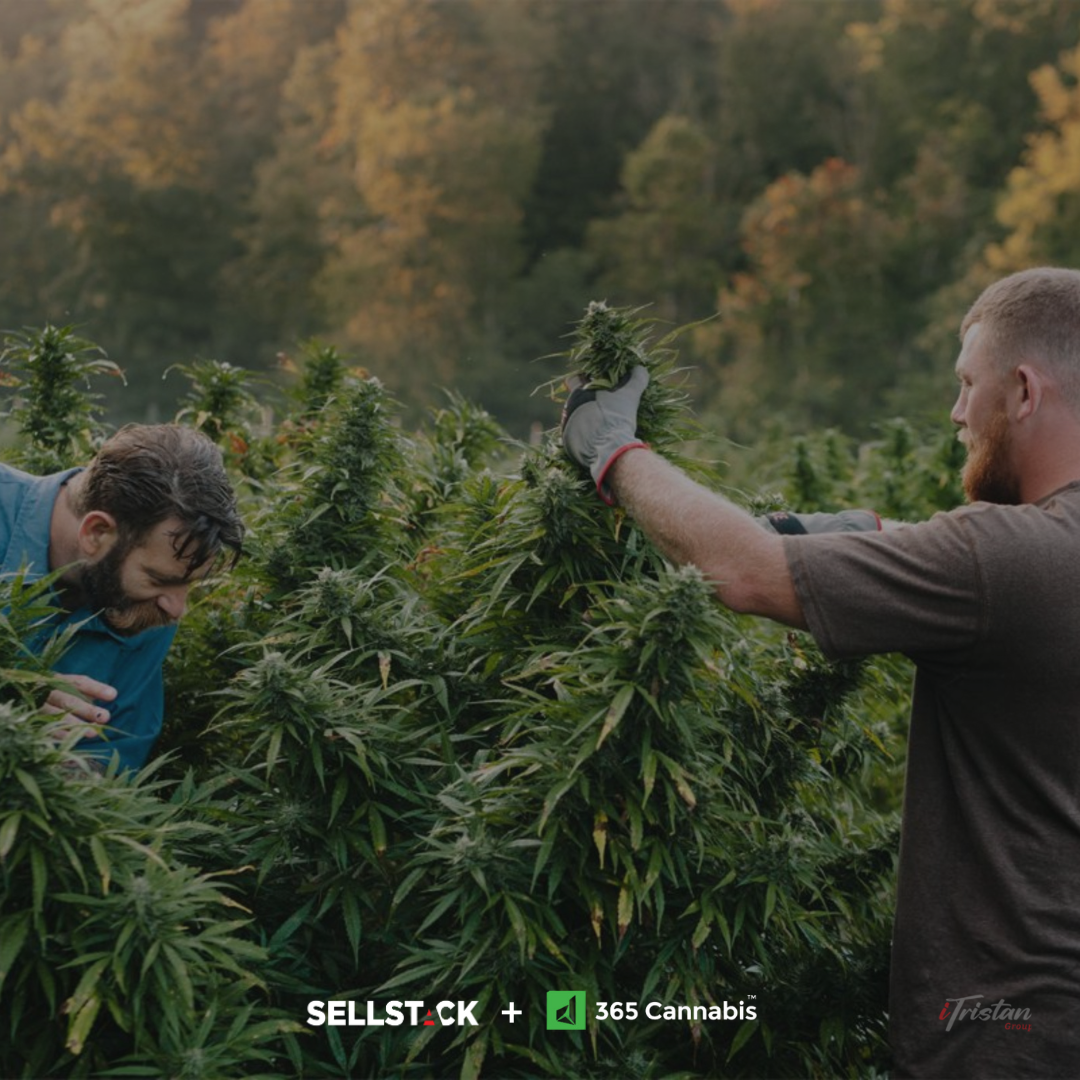 farm-LeadTheCannabis-blank.png