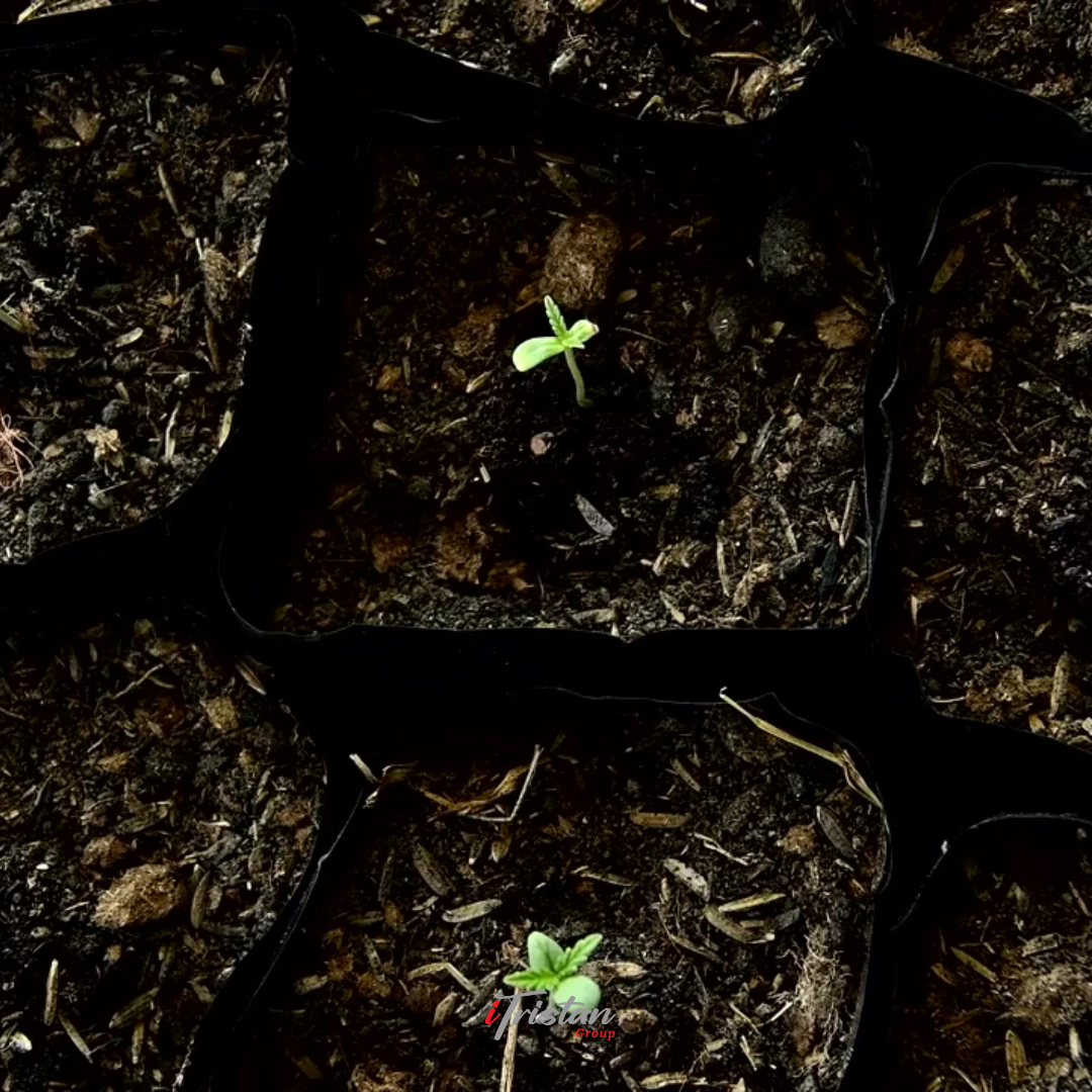 IG-post4-fromSeedToSale-static-blank.png